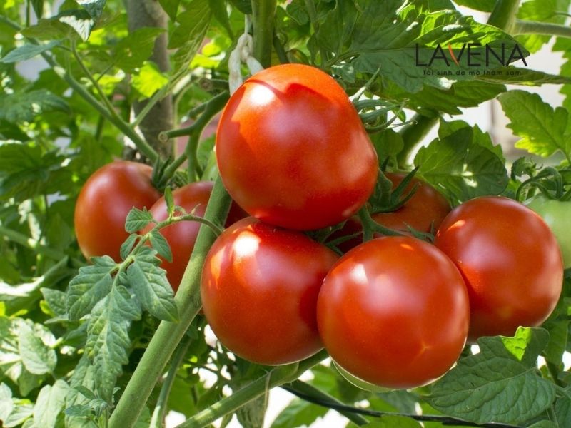 Cách trị mồ hôi tay chân dân gian bằng cà chua